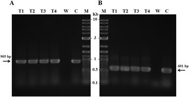 Development Of A Transformation System For Aspergillus Sojae Based On The Agrobacterium Tumefaciens Mediated Approach Bmc Microbiology Full Text Development Of A Transformation System For Aspergillus Sojae Based On The Agrobacterium Tumefaciens Mediated Approach Bmc Microbiology Full Text