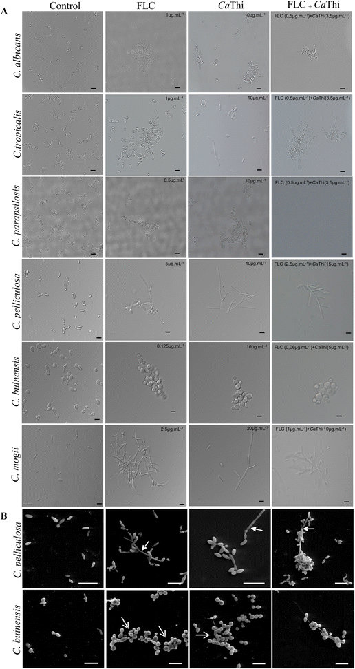 Fig. 5