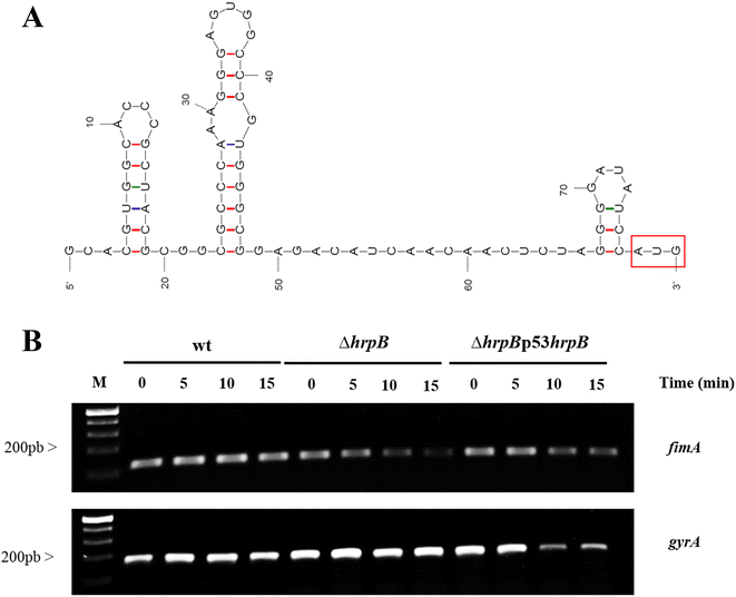 Fig. 8