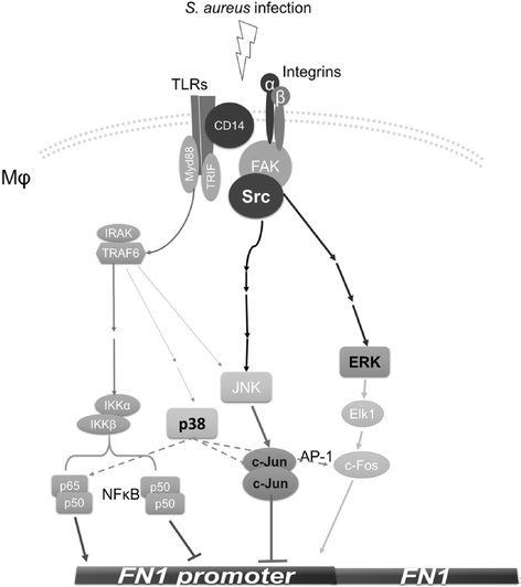 Fig. 6