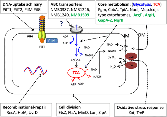 Fig. 7