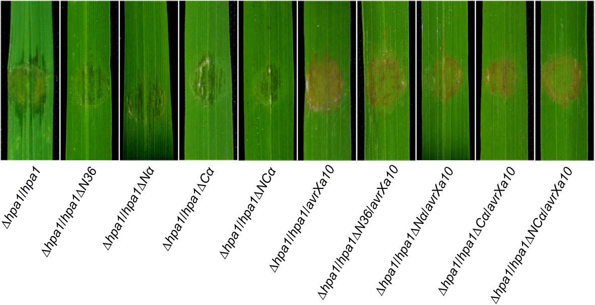 Fig. 8