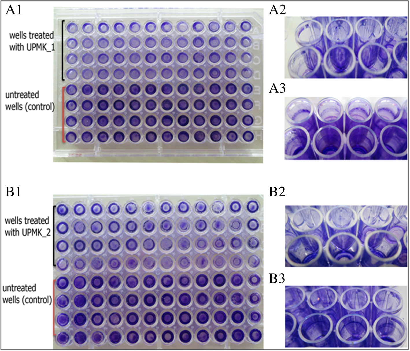 Fig. 12