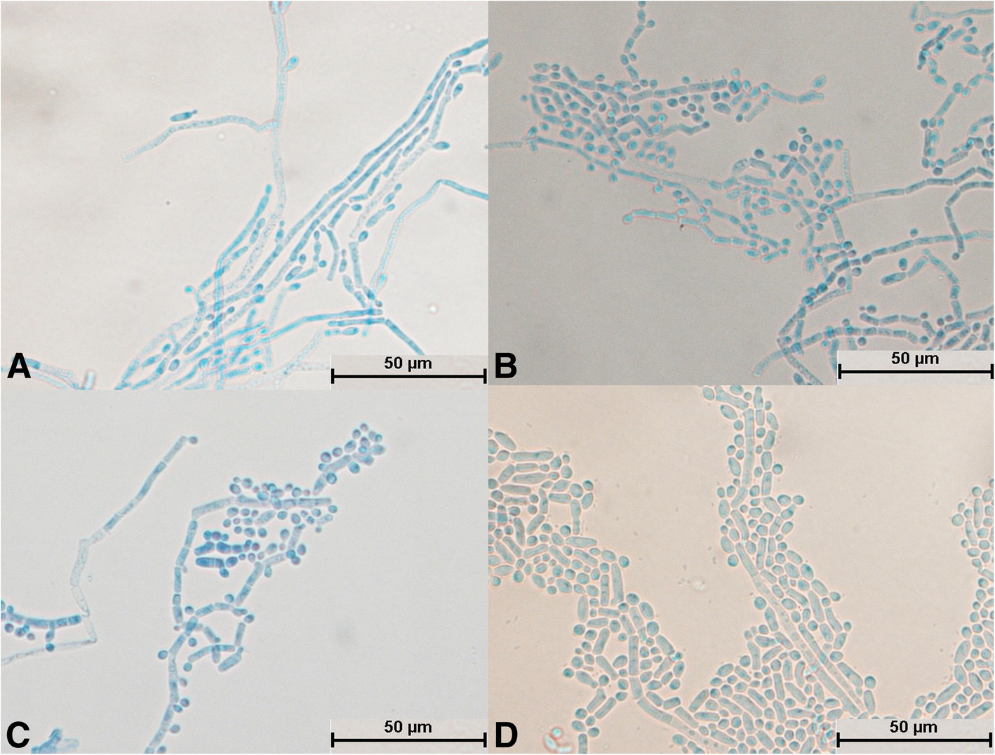 Fig. 12