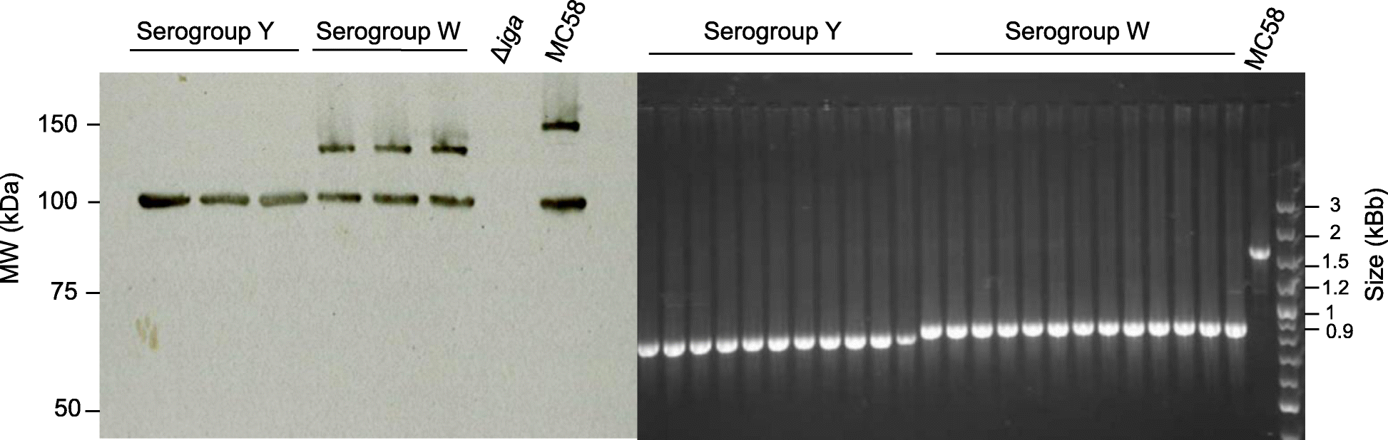 Fig. 8