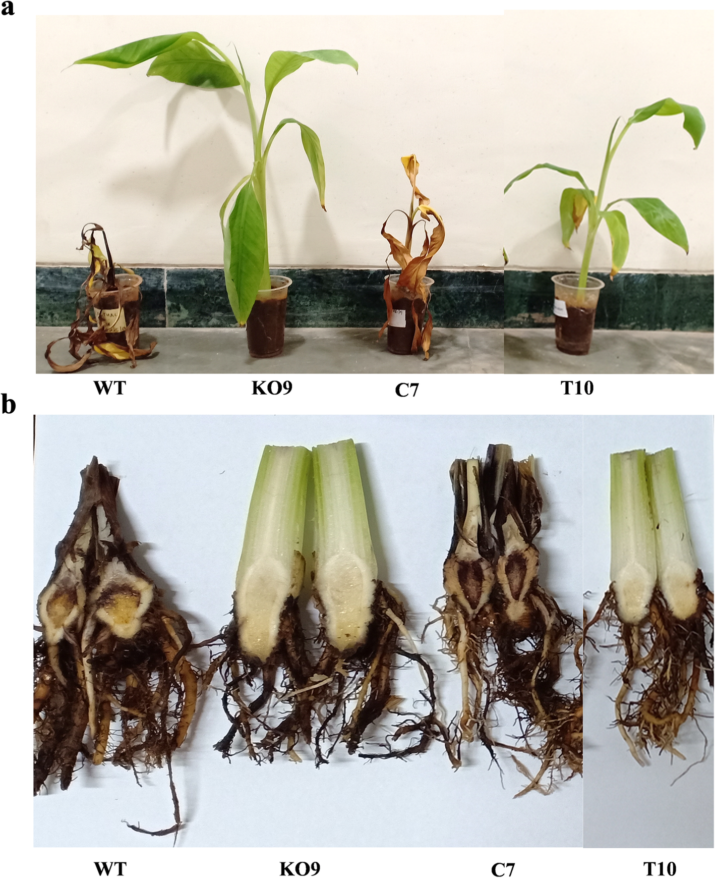 Fig. 8