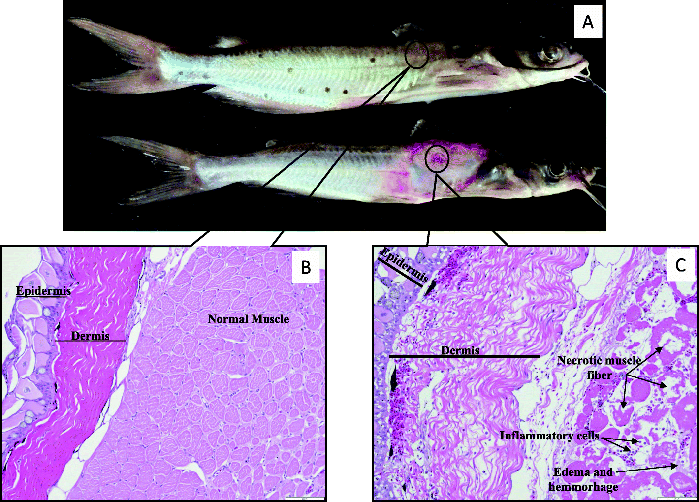 Fig. 4