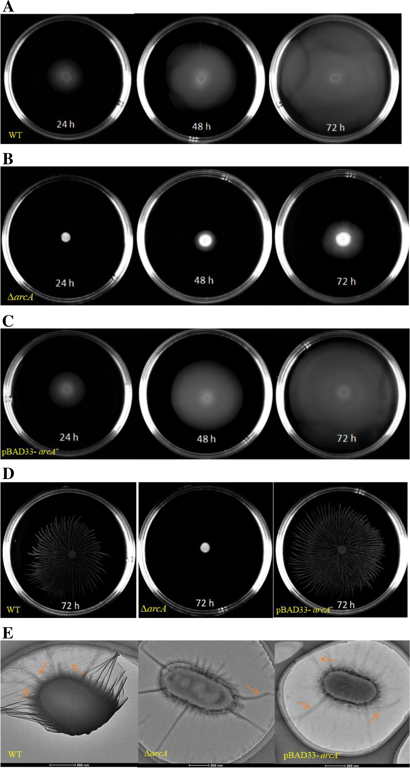 Fig. 4