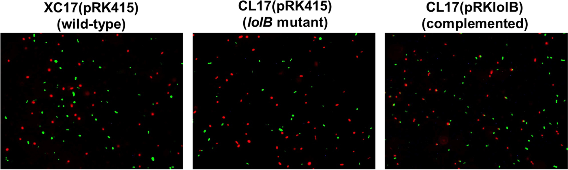 Fig. 6