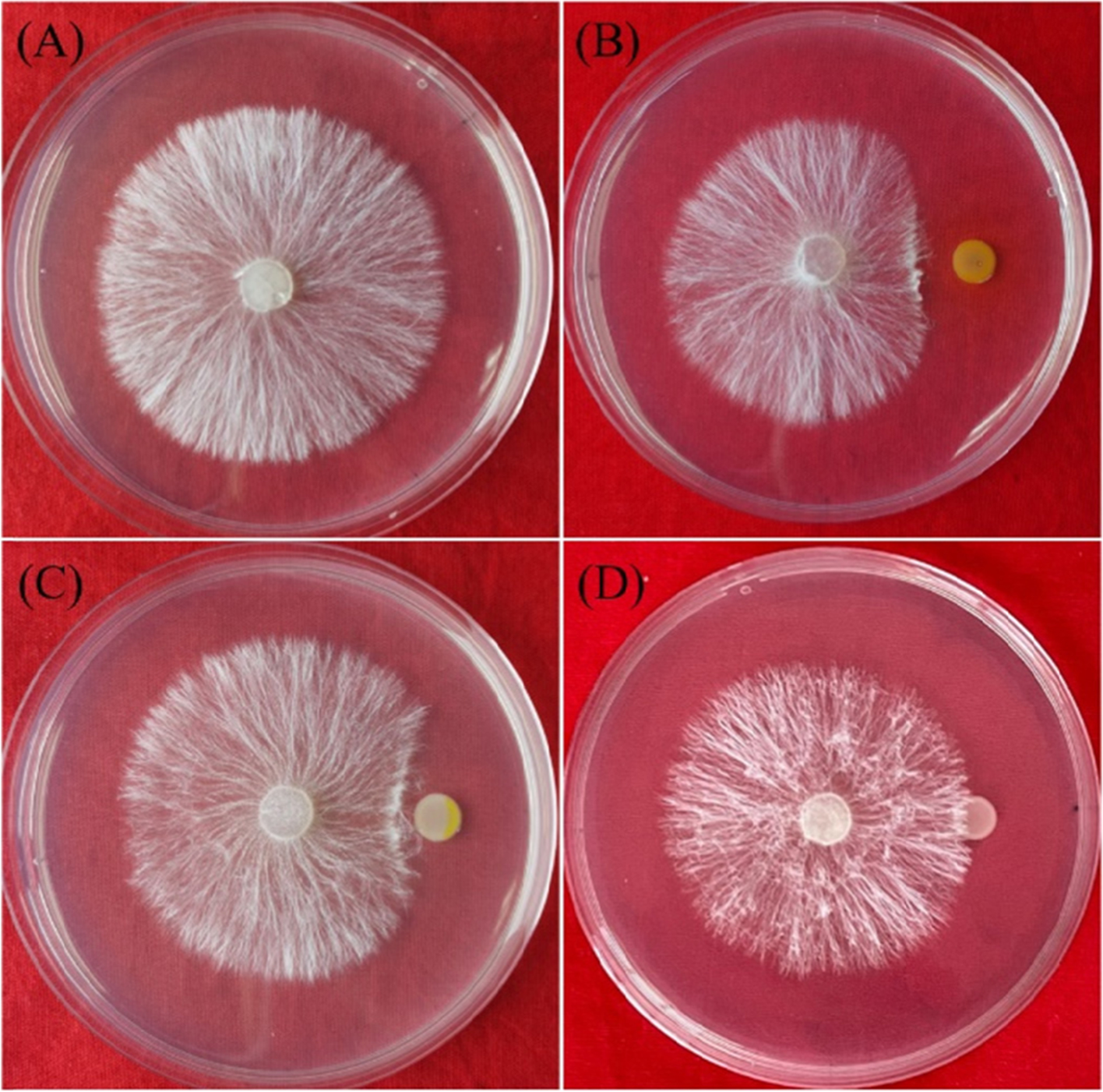 Fig. 7