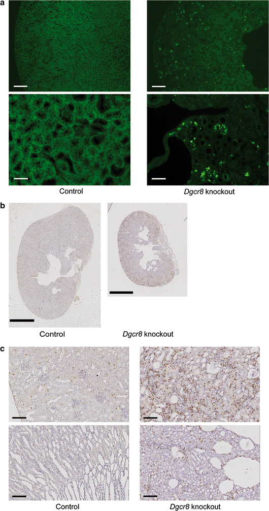 Fig. 6