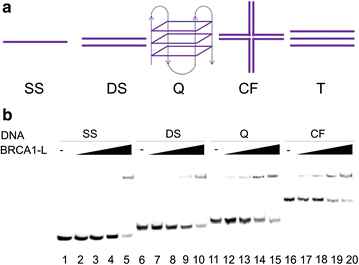 Fig. 1