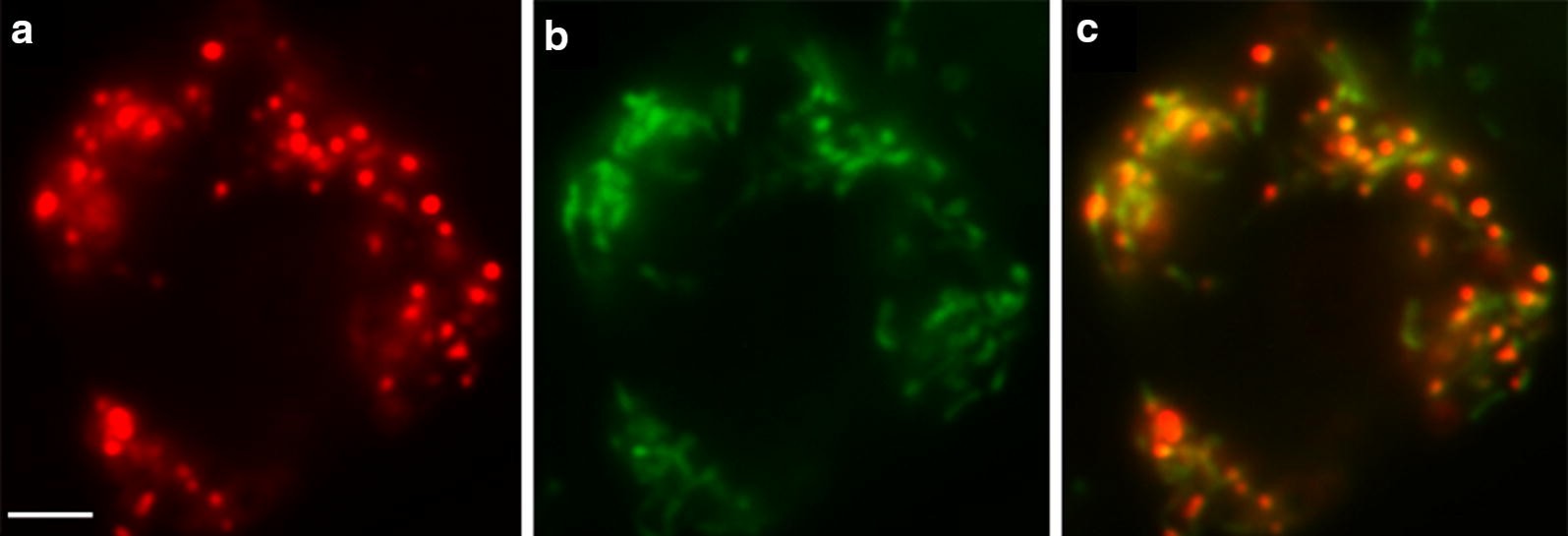 Fig. 1