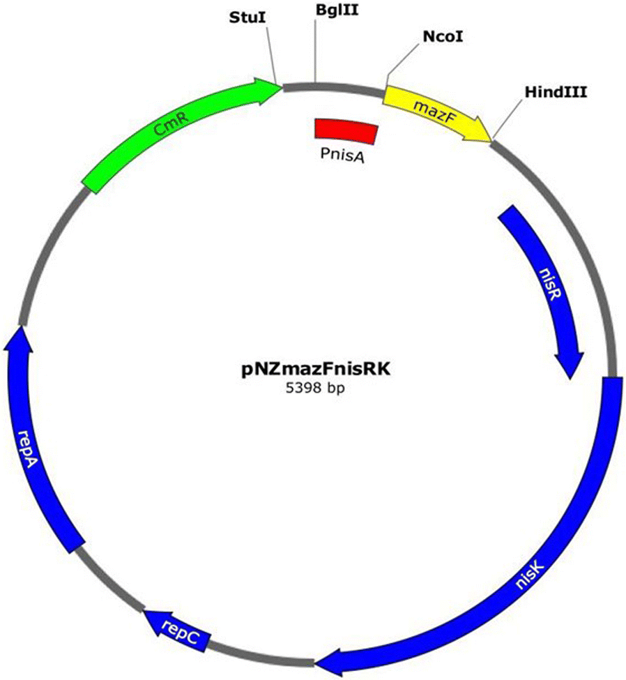 Development Of A Novel Selection Counter Selection System For Chromosomal Gene Integrations And Deletions In Lactic Acid Bacteria Bmc Molecular Biology Full Text