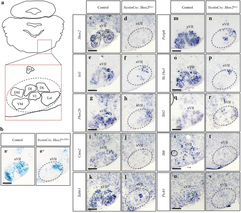 Figure 7