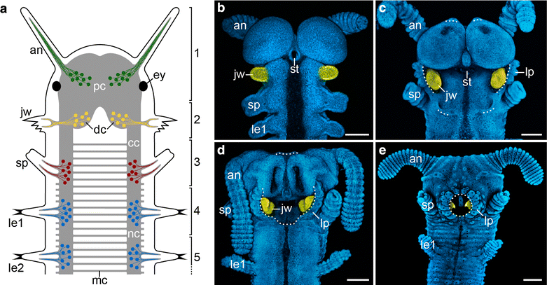 Fig. 1