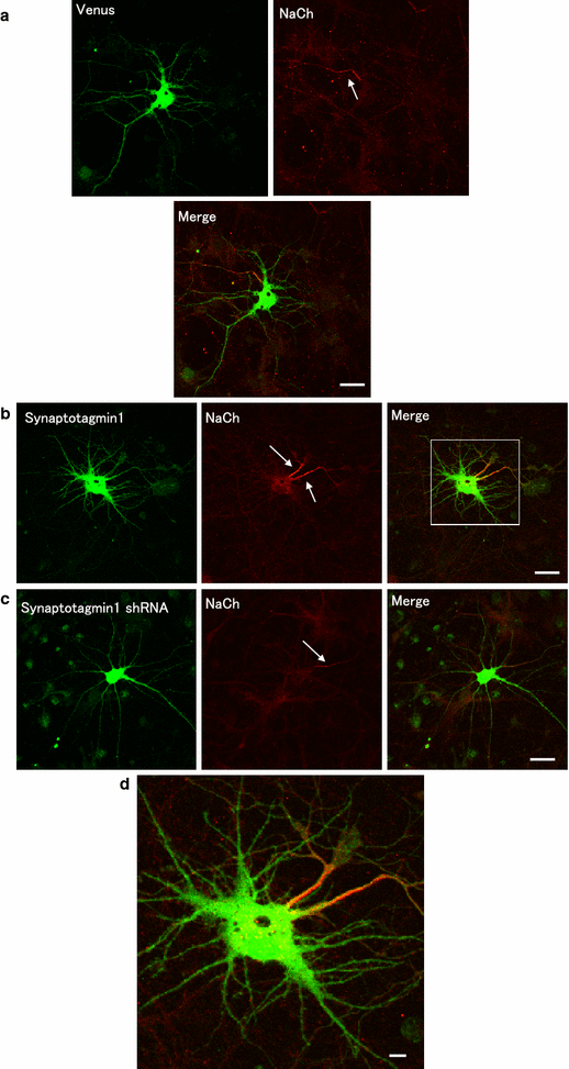 Fig. 1