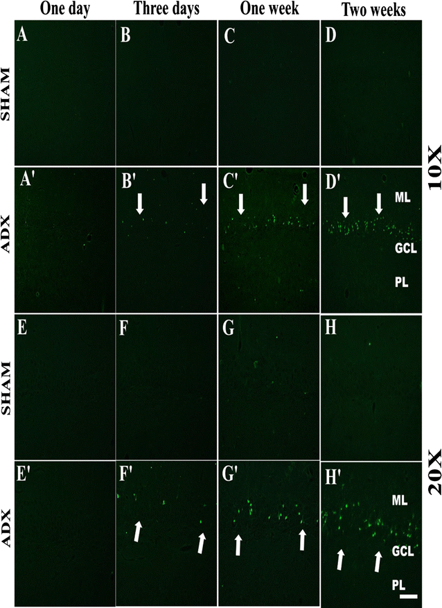 Fig. 3