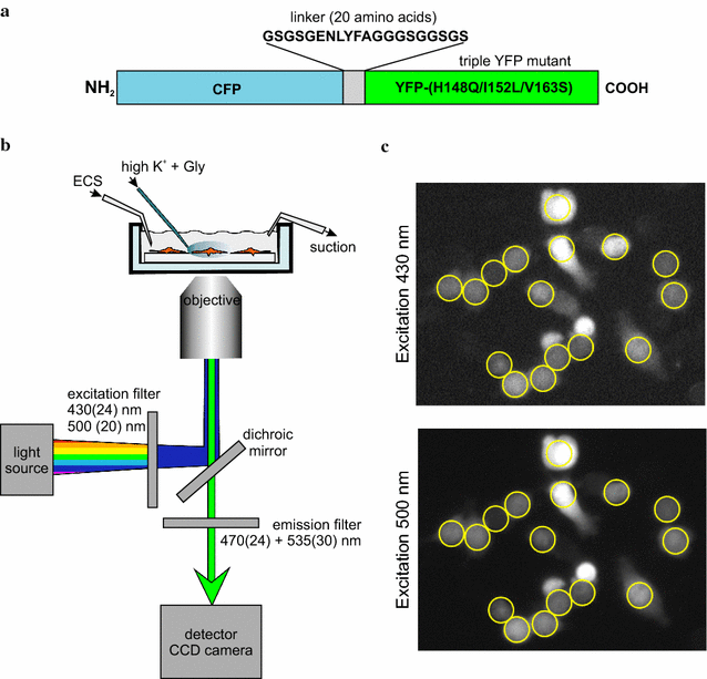 Fig. 1