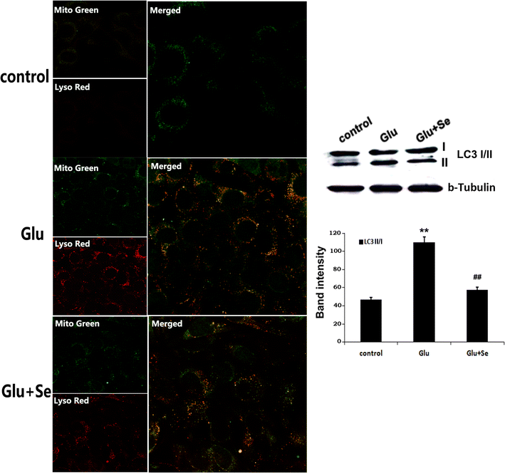 Fig. 8