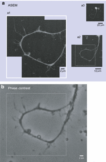 Fig. 5