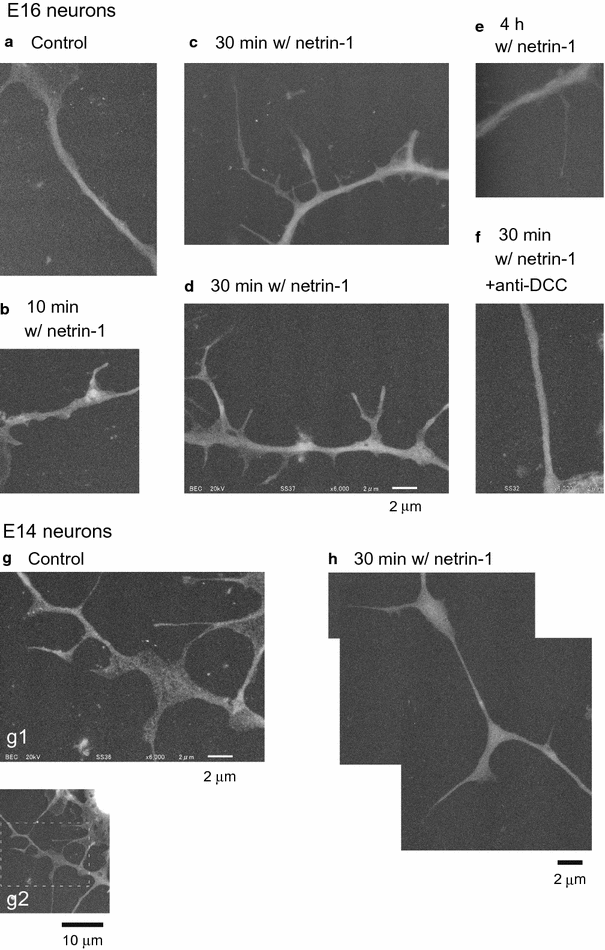 Fig. 6