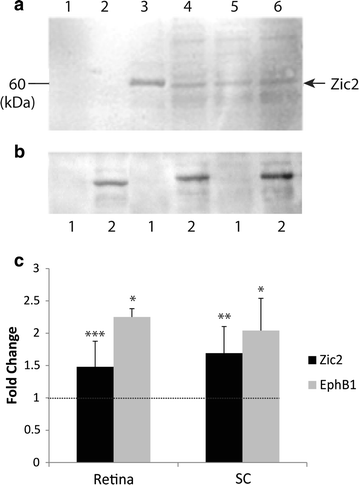 Fig. 7