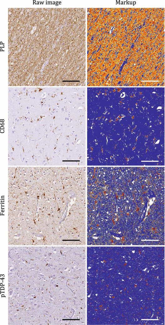 Fig. 6