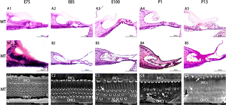 Fig. 3