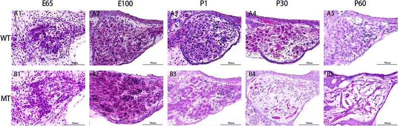 Fig. 6