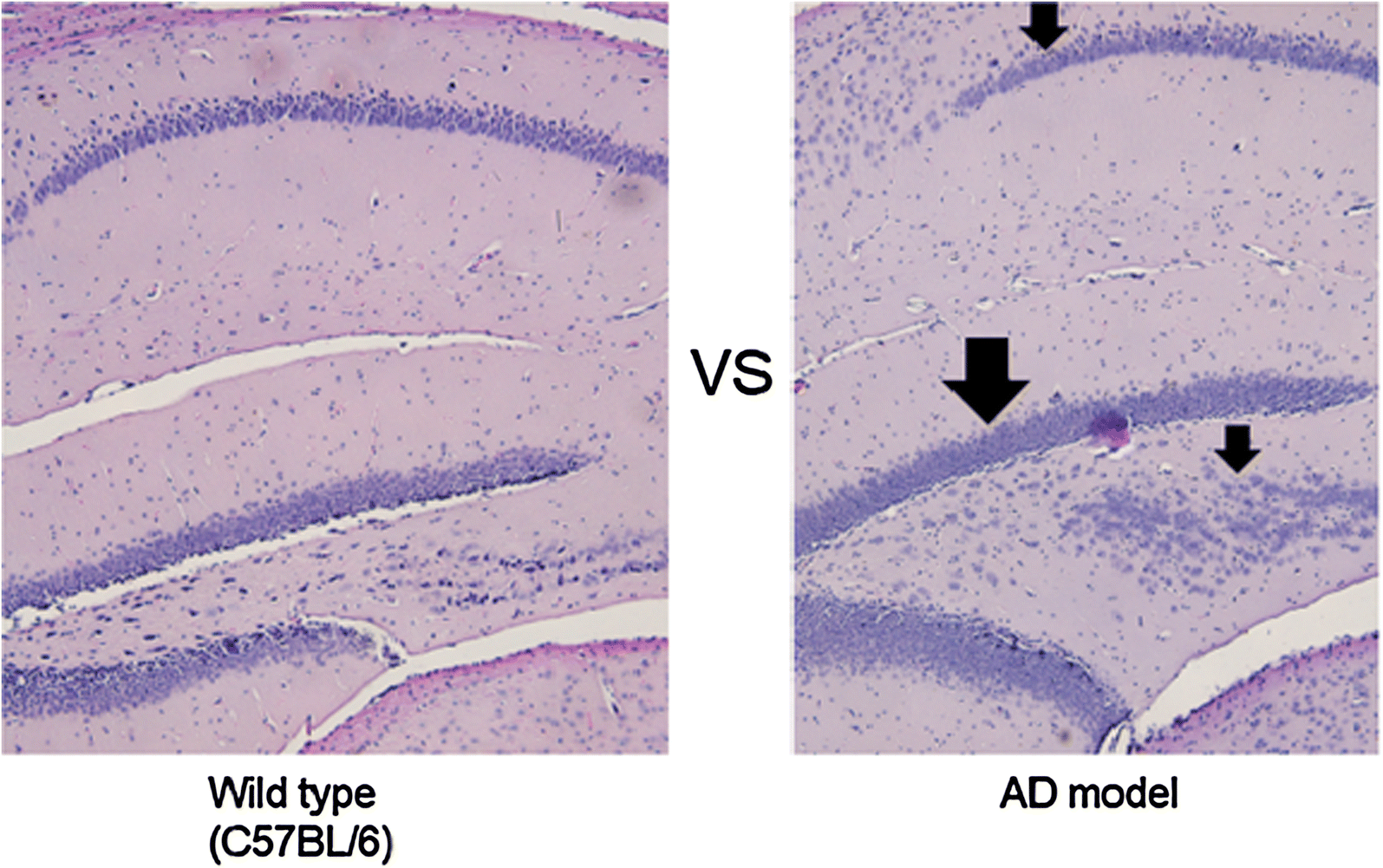 Fig. 7