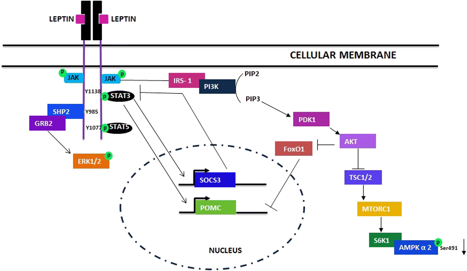 Fig. 2