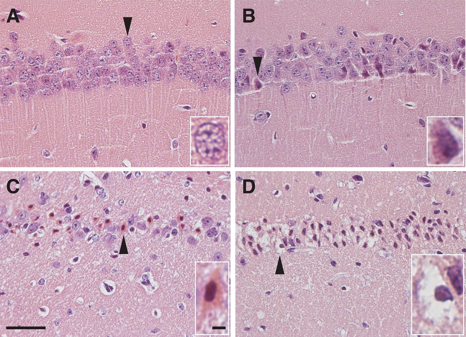 Fig. 5