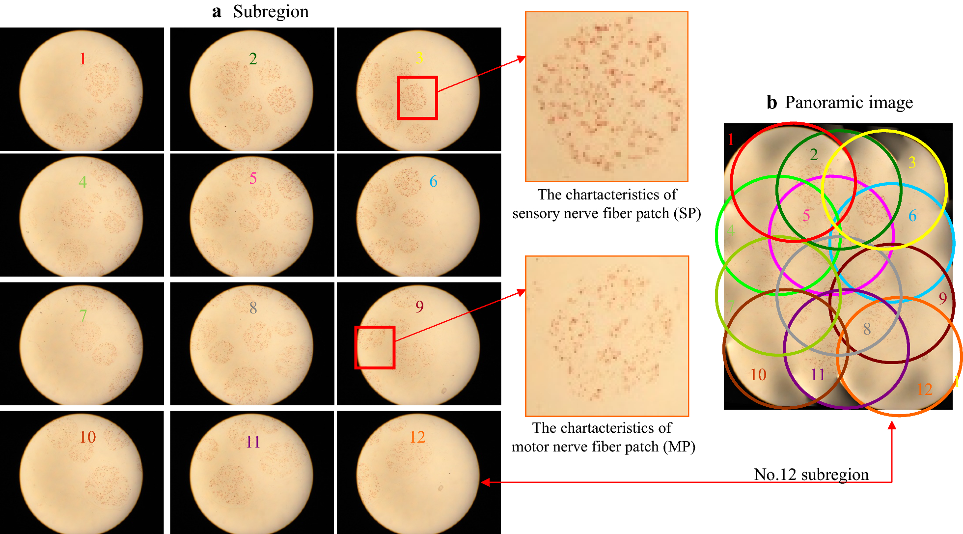 Fig. 1