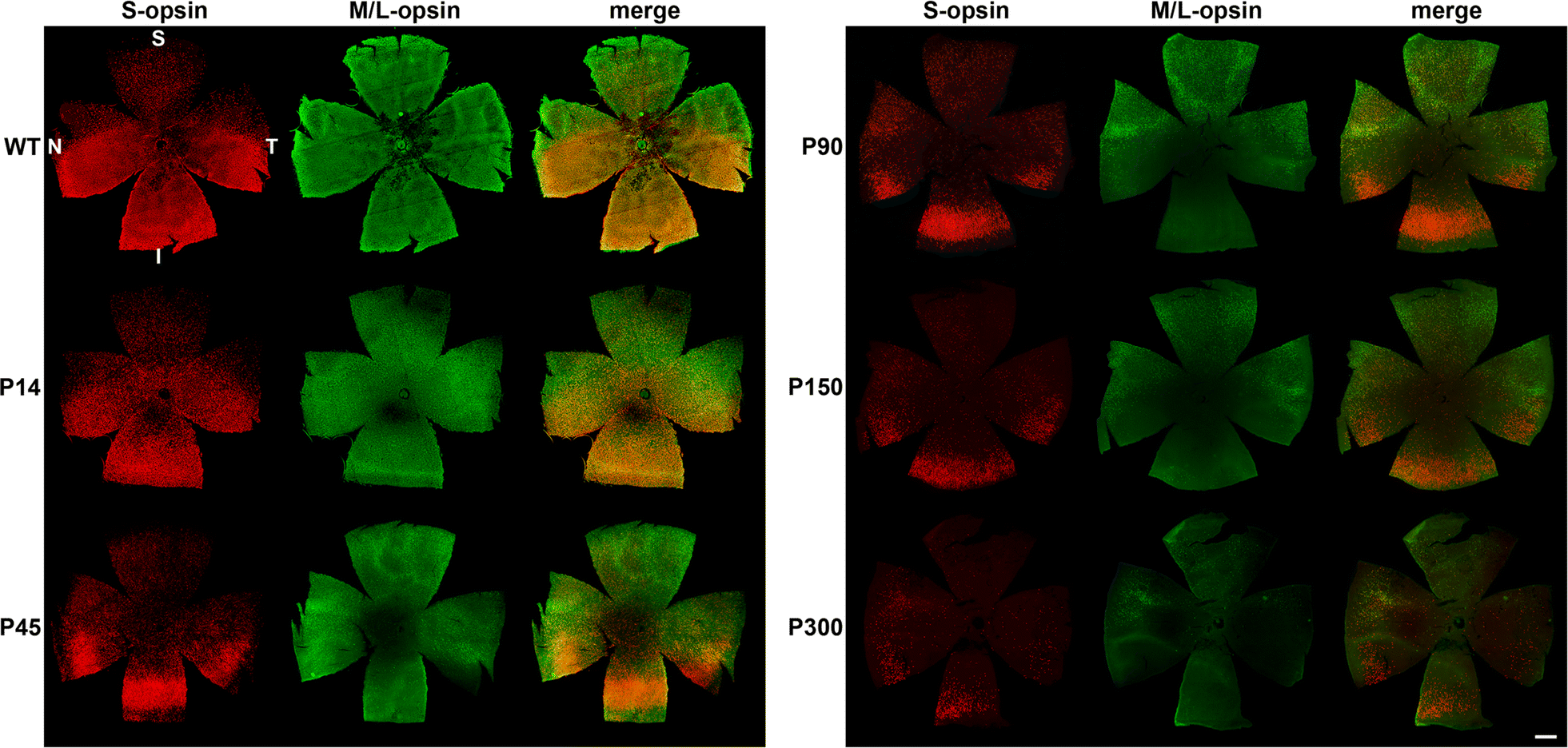 Fig. 1