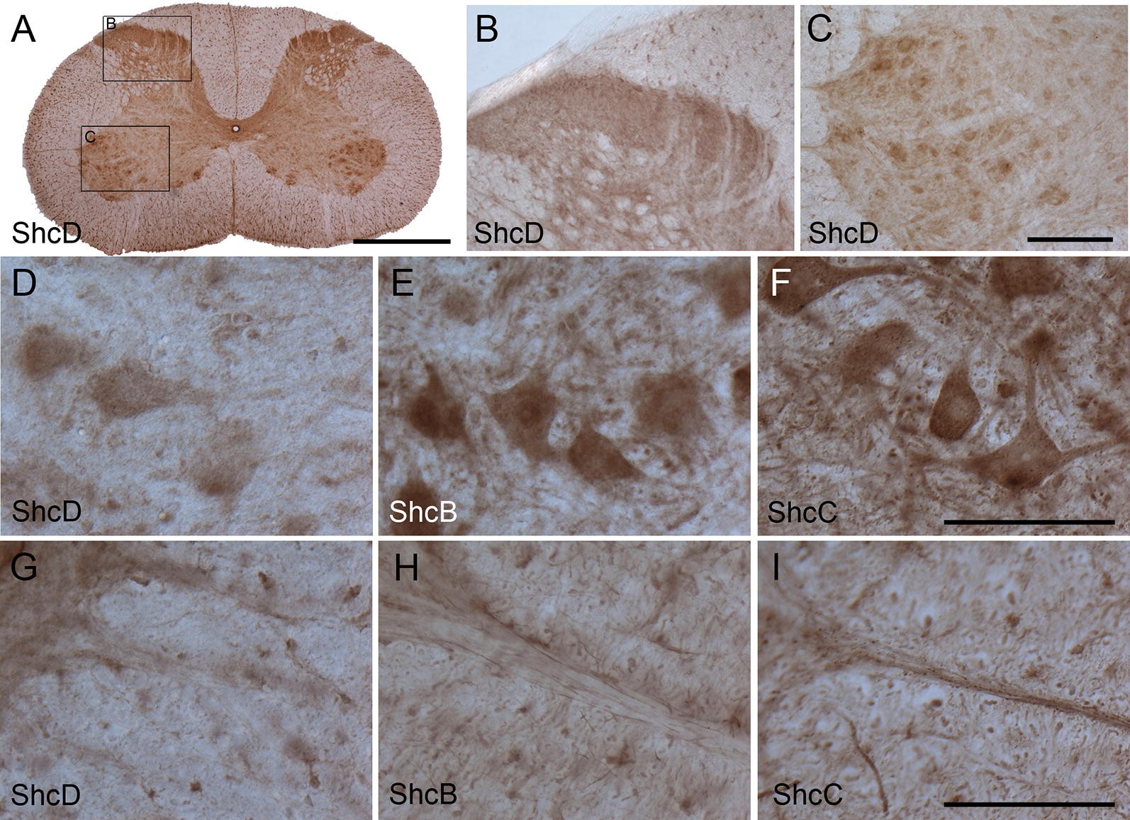 Fig. 6