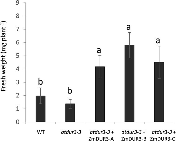 Figure 7