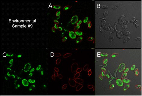 Figure 10