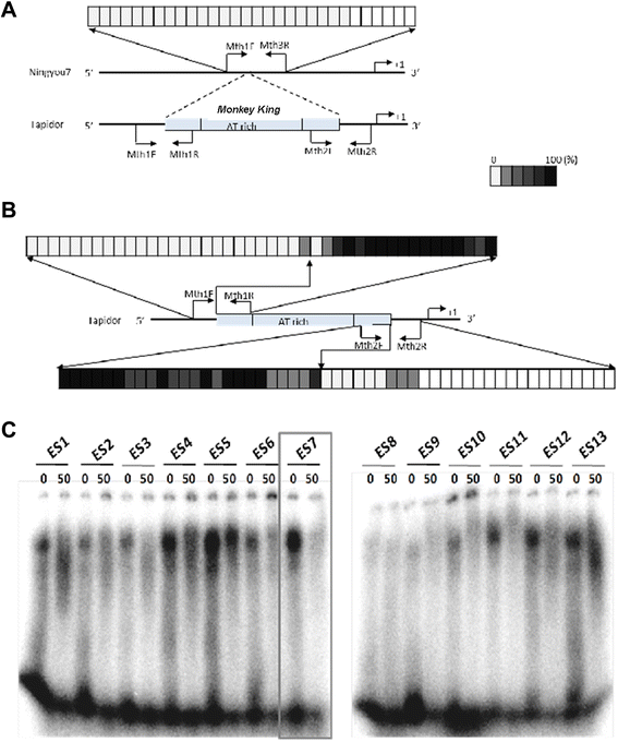 Fig. 6