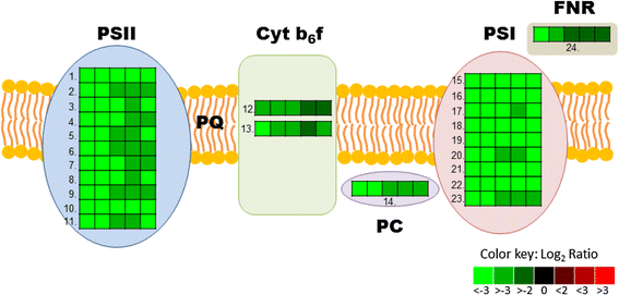 Fig. 6