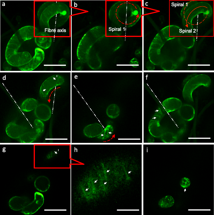 Fig. 8