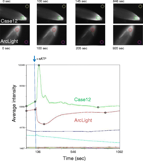 Fig. 4