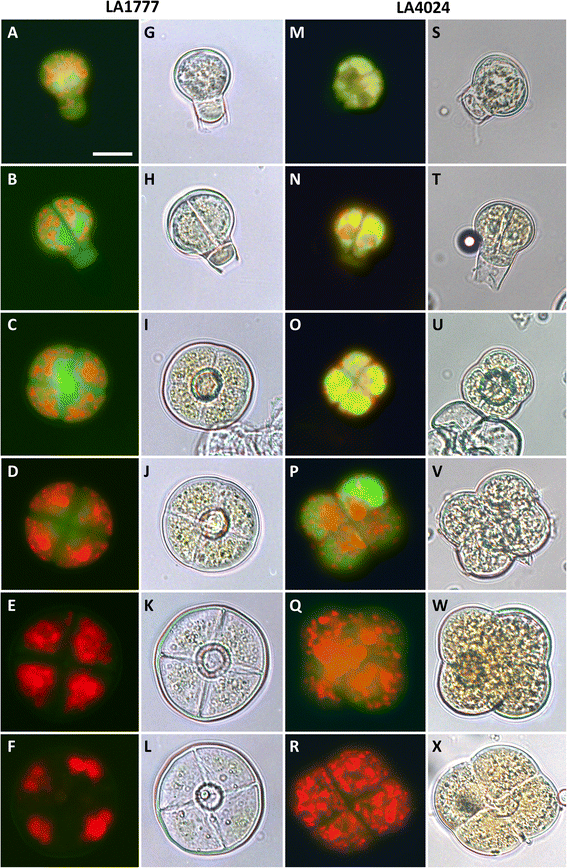 The development of type VI glandular trichomes in the cultivated tomato  Solanum lycopersicum and a related wild species S. habrochaites, BMC Plant  Biology