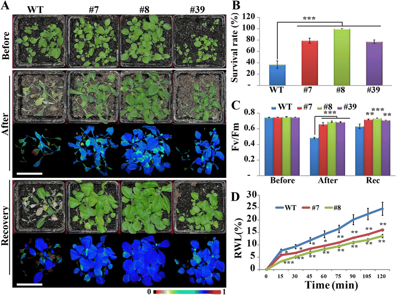 Fig. 7