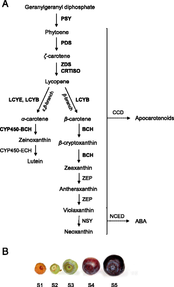 Fig. 1