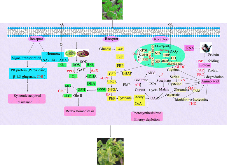 Fig. 10