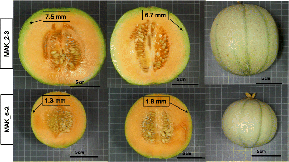 Fig. 11