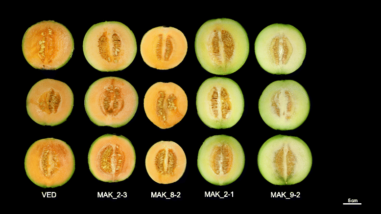 Fig. 12