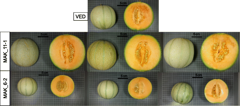 Fig. 7