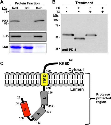 Fig. 5